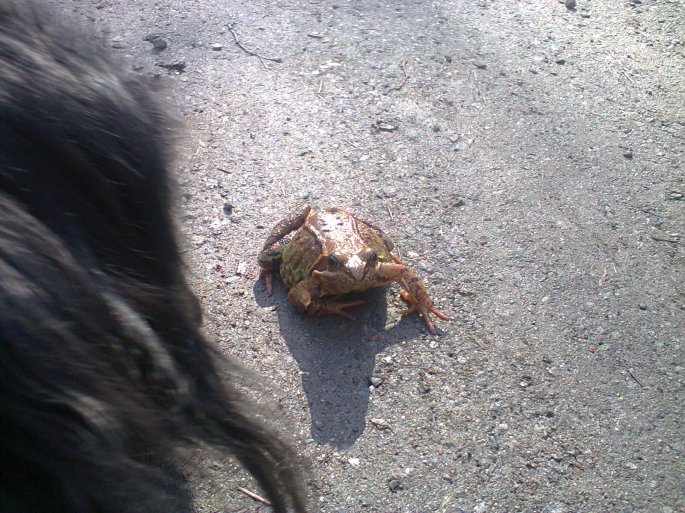A dneska sme videli žabu!