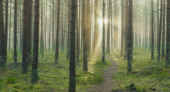 Toto je les pri Helsinkách. Kreatívne, ne? :D Klik na zdroj!